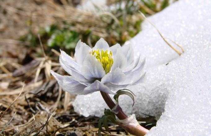 哪一位诗人将雪莲称为"西域奇花"?为什么雪莲花不畏冰寒?