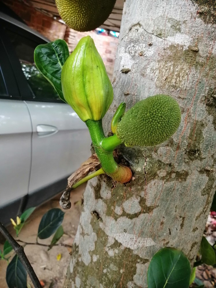 南国风光,已是春暖花开时,菠萝蜜树上挂满了果实