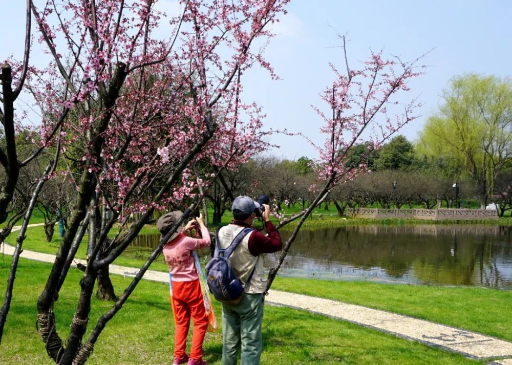 游橘子洲需出示电子健康卡,长沙景区公园迎特殊"春游季"!