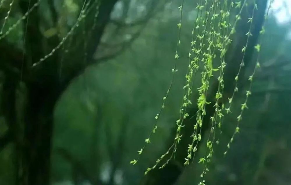 春天,新绿,最是温柔