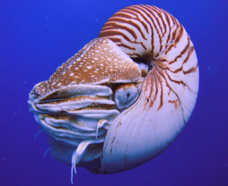 鹦鹉螺(学名: nautiloidea),是一类海洋软体动物,属头足纲,共有2属,6