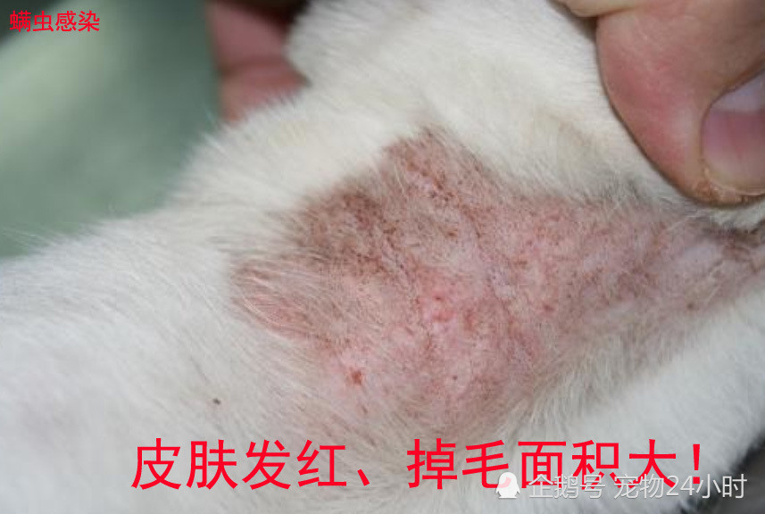 螨虫感染是猫咪皮肤病中比较常见的一种,这种病的特点是猫咪皮肤感染