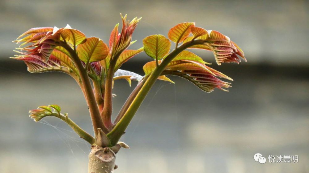 刺脑包,属野生植物,大部分生长在气候较寒的高海拔丛林里,人们普遍