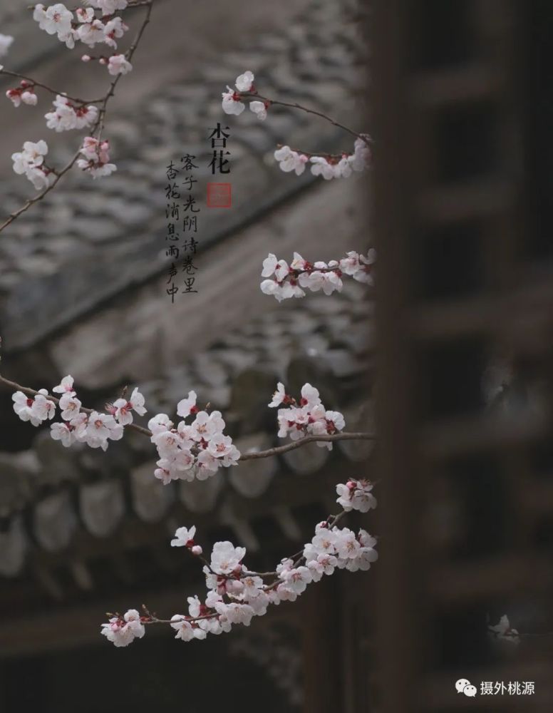 客子光阴诗卷里, 杏花消息雨声中.