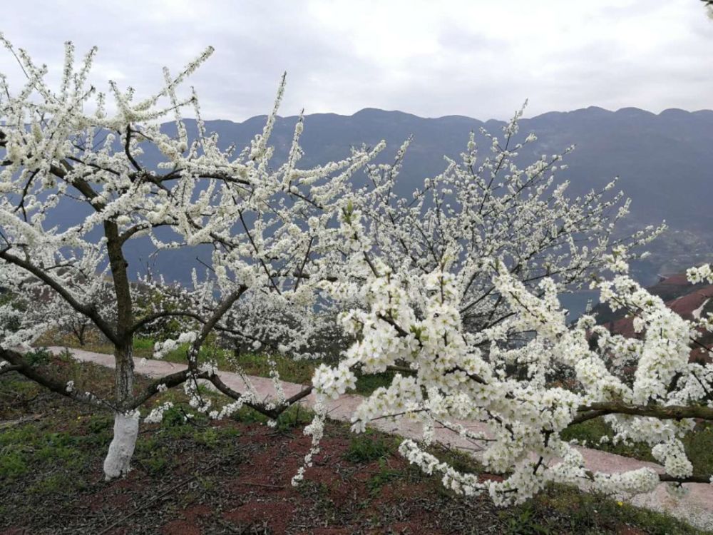 巫山新的李花观赏地点被发现,比到曲尺近多了