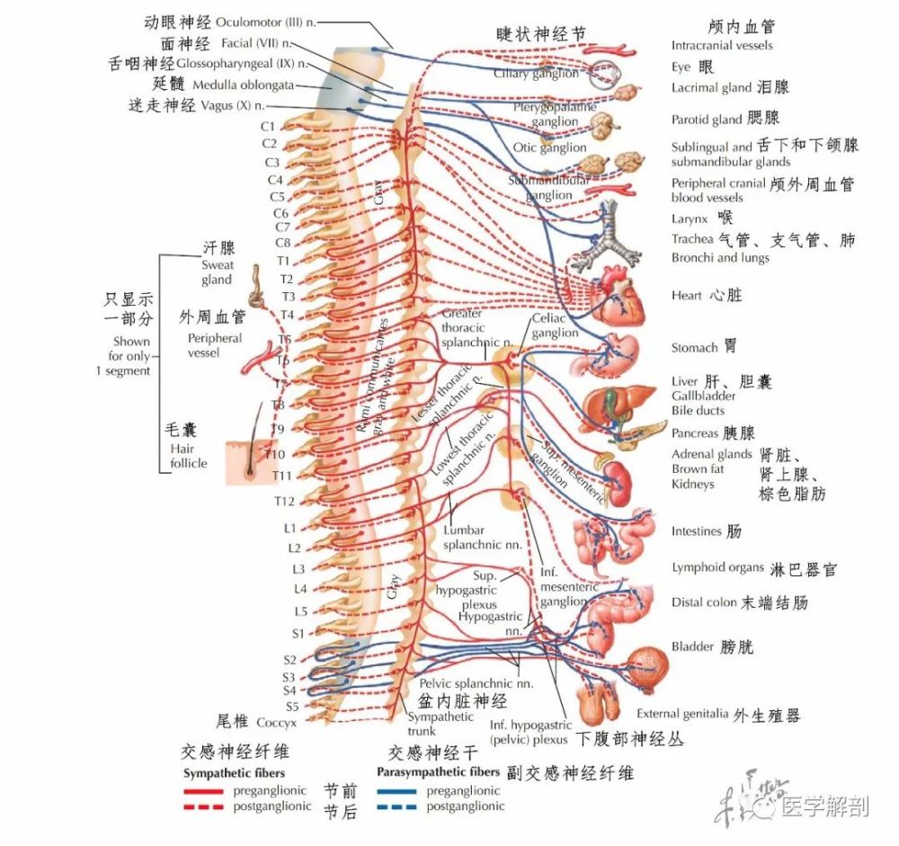 高清图谱 脊神经分布