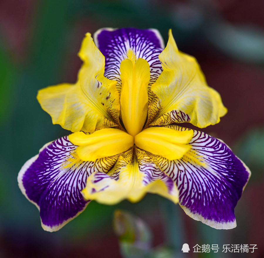 法国国花:鸢尾花,寓意华丽,顽强,还有一段不为人知的历史传说