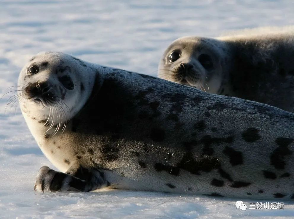 非凡地球:格陵兰海豹幼崽如何依赖北大西洋的浮冰