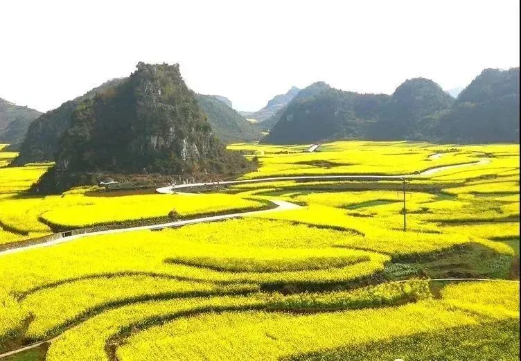 木岗镇,六枝特区,油菜花