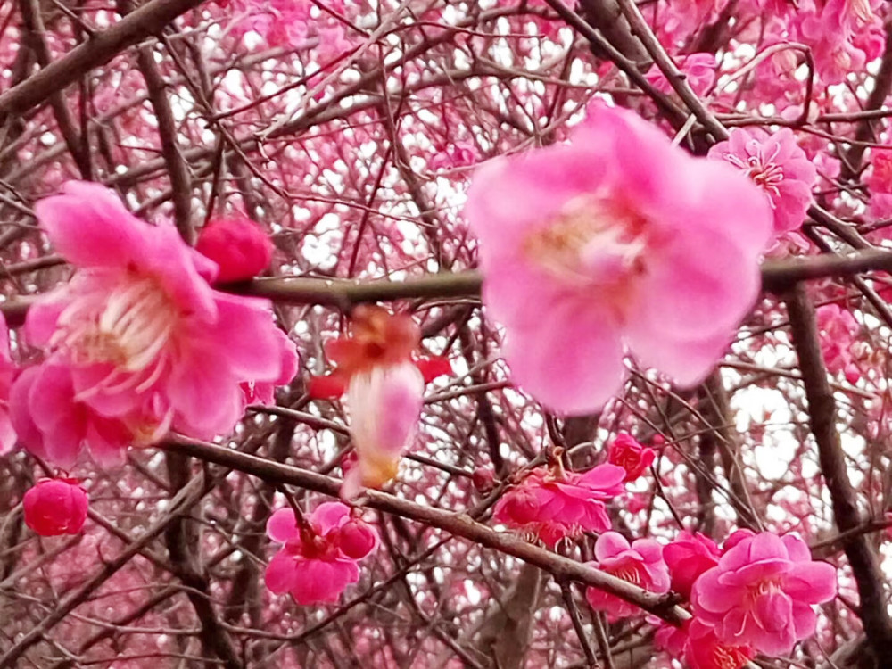 梅花,春天,红梅,赏花,春游