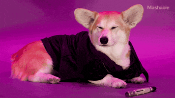 一些【柯基宝宝】的表情包