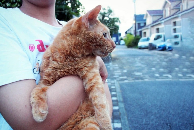 橘猫流浪时胖成球,被领养后瘦成皮包骨,还遭主人二次遗弃!