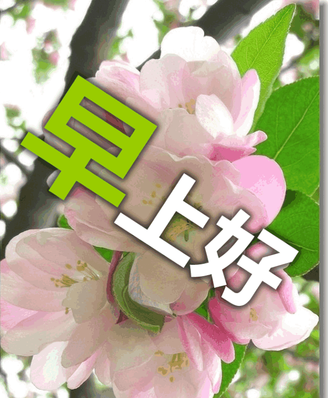 早上好问候祝福动态表情图片