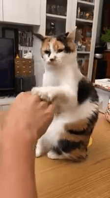 壁纸 动物 猫 猫咪 小猫 桌面 224_400 gif 动态图 动图