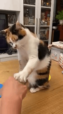 兄die!这窝你又不睡用一下又咋滴?猫:哼!没看到我的眼神吗