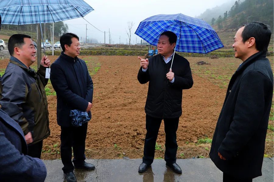 叶红专察看水田坝镇新扩油茶基地 3月8日至9日,州委书记叶红专,副州