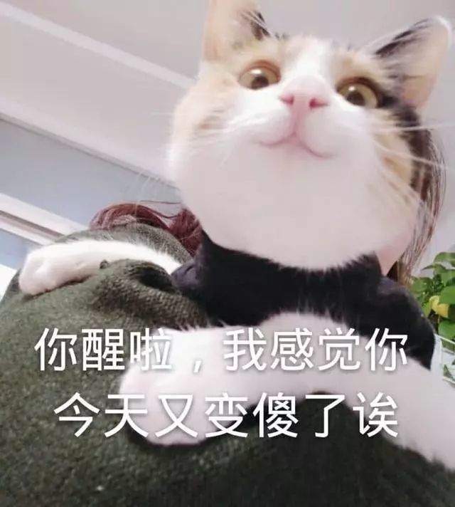 猫咪表情包&一眼就心动的可爱表情包,再也不拍撩不到小姐姐啦