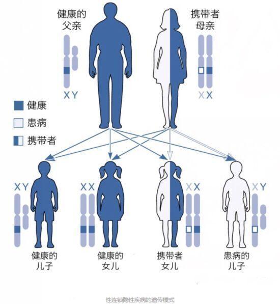 血友病,遗传,欧洲贵族,染色体,血液