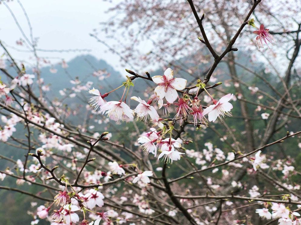 临安,油菜花,樱花,天目山镇,潜镇