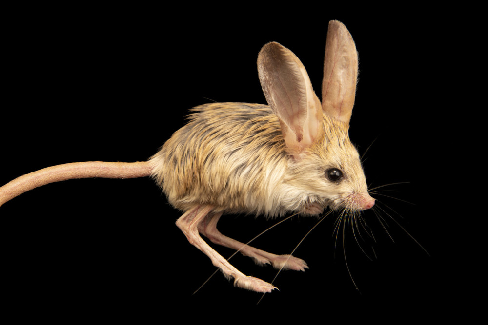 一种有袋鼠大长腿,兔子大耳朵和猴子长尾巴的老鼠,真的存在吗?