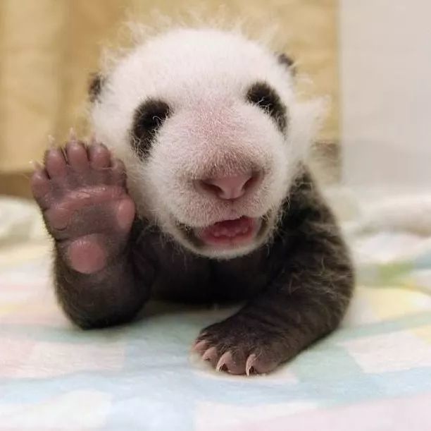 刚出生的大熊猫皮肤是粉红色的 带有稀疏的白毛