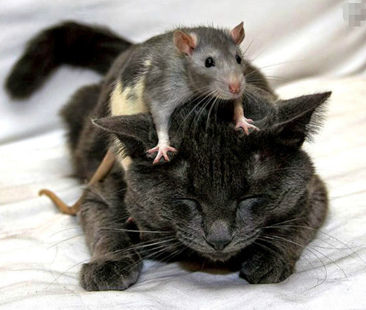 老鼠为何变得不怕猫了?科学家:或是因为某个器官退化造成的