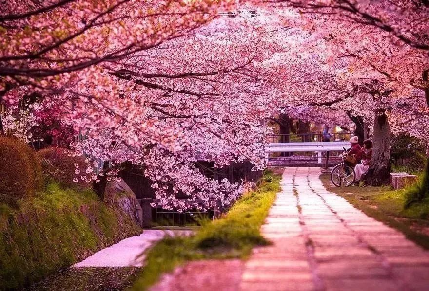 樱花精神与寓意 樱花有两个特点:美丽与短暂.