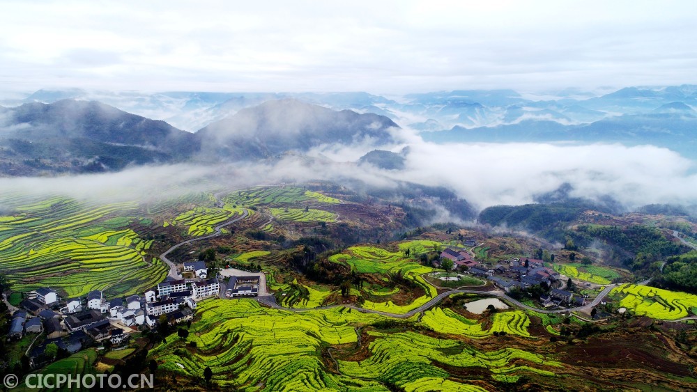 仙居县,朱溪镇,浙江,杨丰山,台州,油菜花