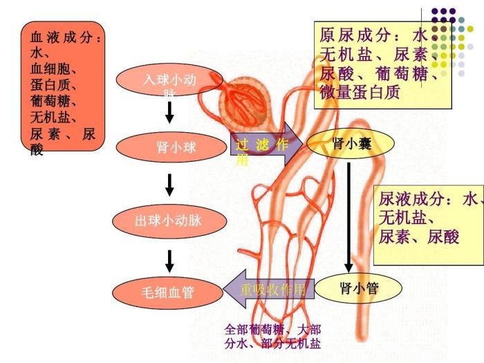 人体血液循环流经肾脏的时候,其中的代谢废物,部分水,以及微量元素,会