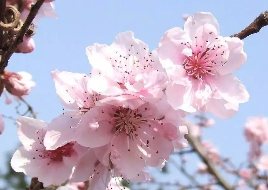 初见桃花 腾讯网