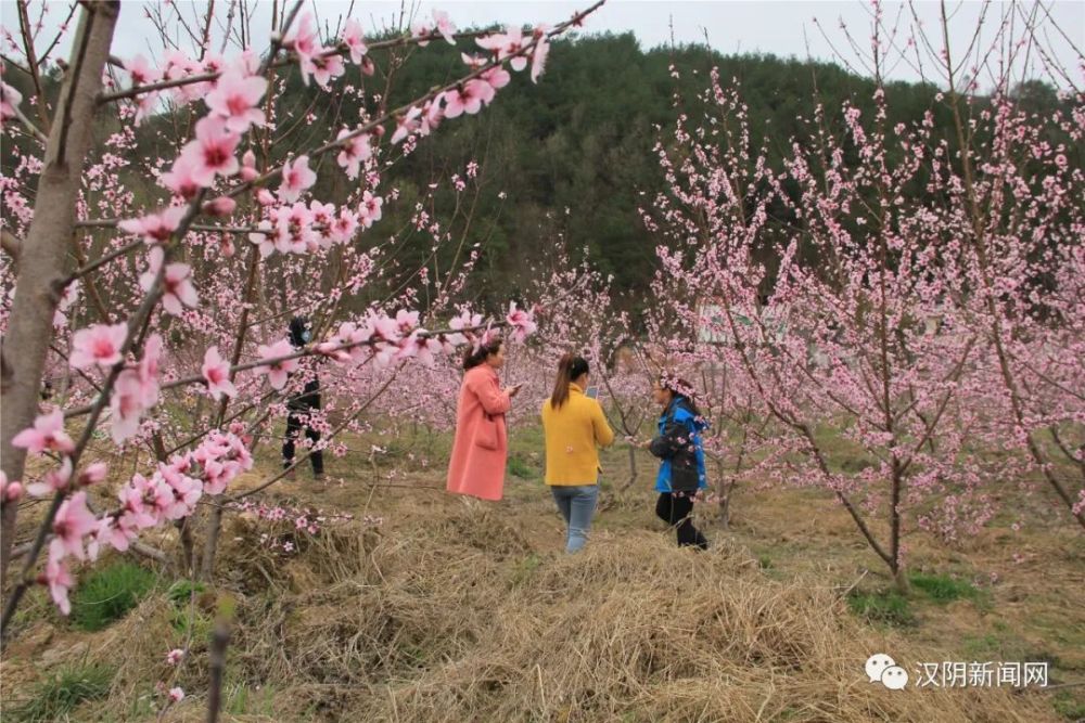 油菜花,汉阴县,史正林,盘龙村