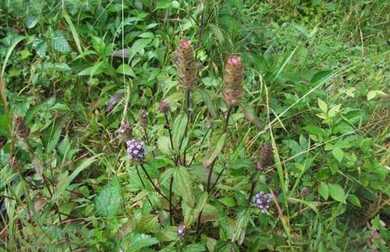 夏枯草,枯萎,种植,药材,凉茶