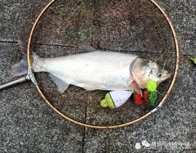 长江岸边钓鱼,钓获2条11斤花鲢鱼,2斤罗非鱼和长江鲮鱼