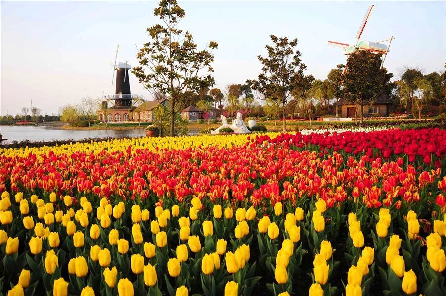 临港新片区旅游:花开"疫"去,上海鲜花港与您相约在最美的春季!