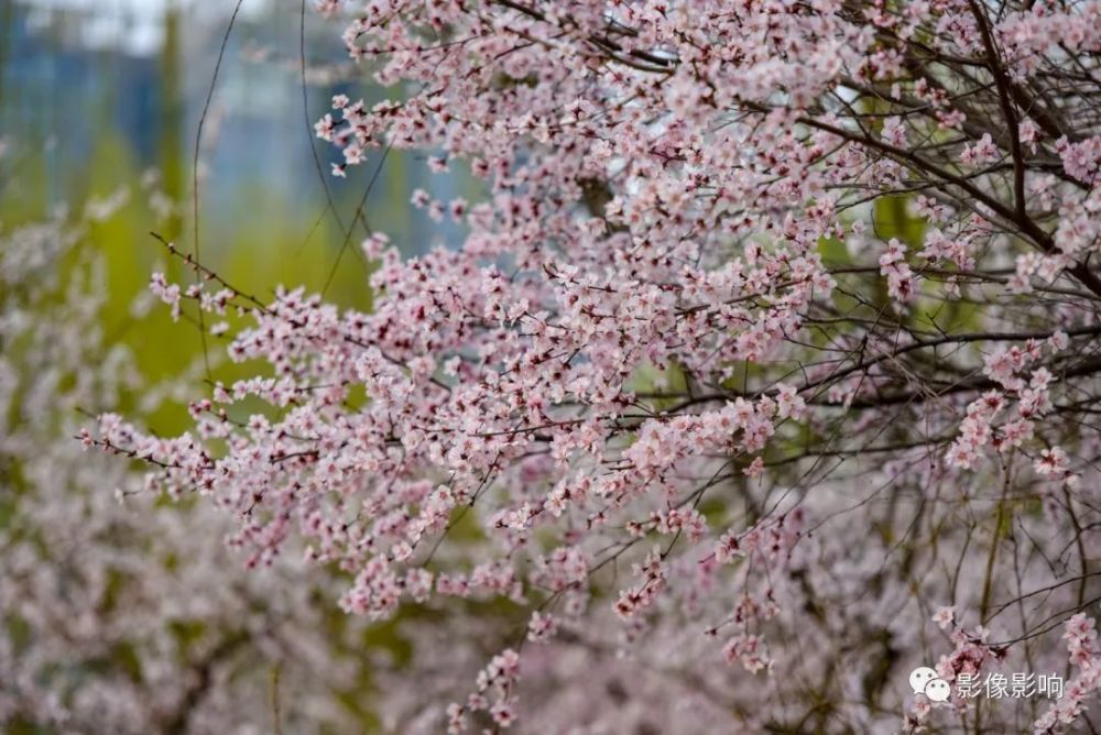 西安赏花情报 有些花花期将尽尾声