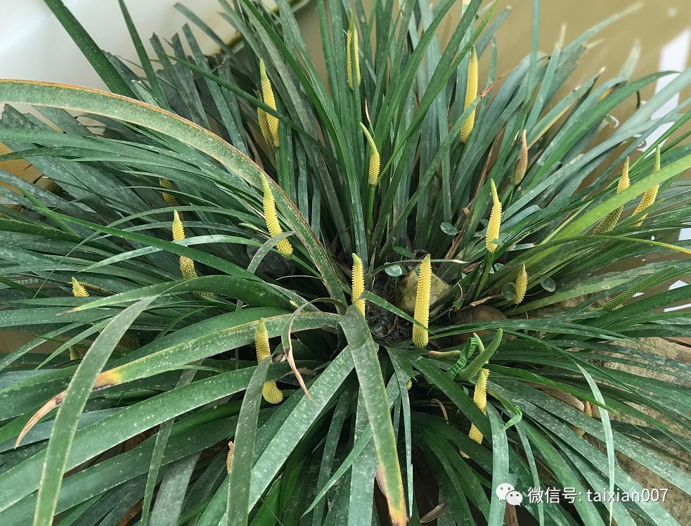 如何让菖蒲开花?