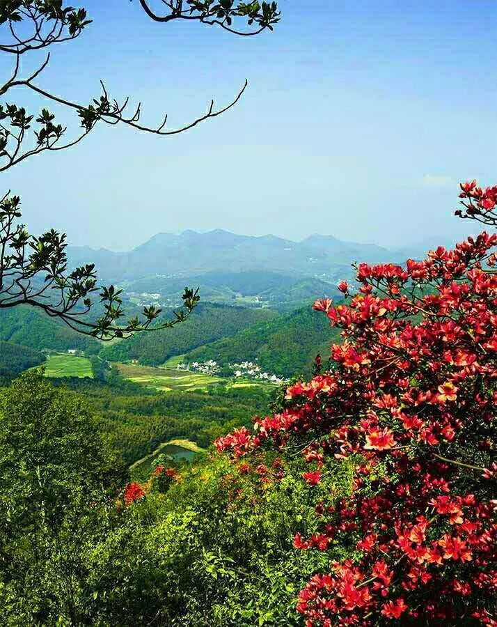 美丽昆山,山花烂漫