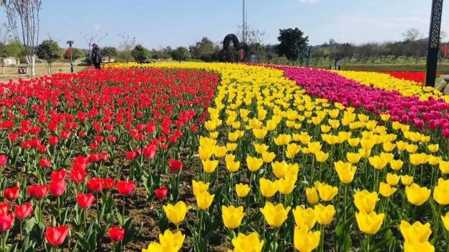 一起"云赏花",看遍南充春色!