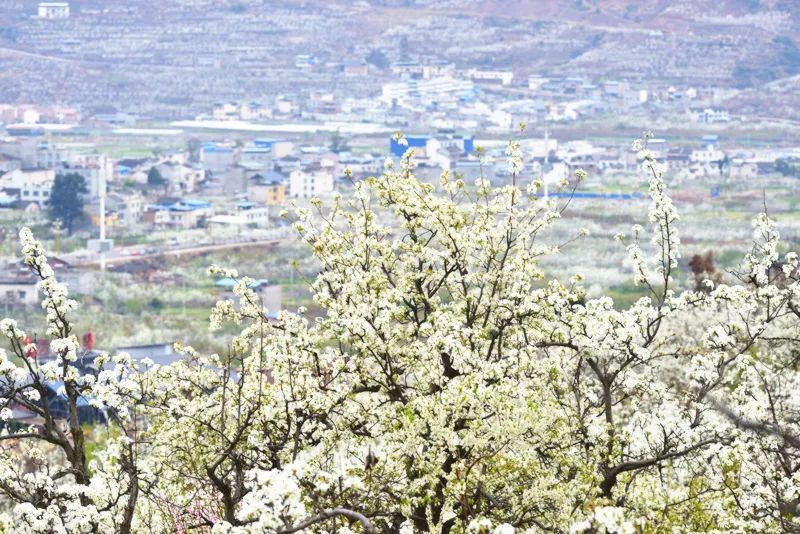 汉源九襄3月"观雪"