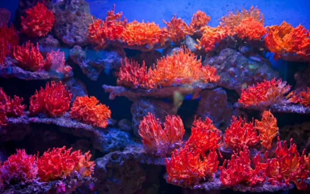 全球珊瑚死亡过半,2050年将全部灭绝!再不买真的没了