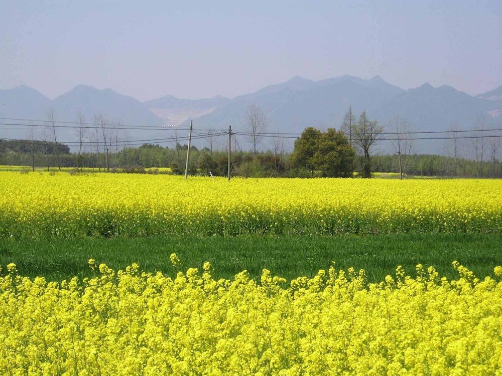 疫情过想去旅行吗,三月著名油菜花观赏地,这5个地方值