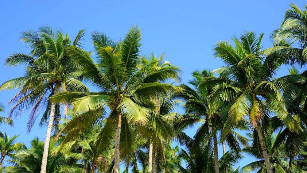 20,海南: 文昌椰林--这里椰林成片,椰树各异,周边海水清澈,气候宜人