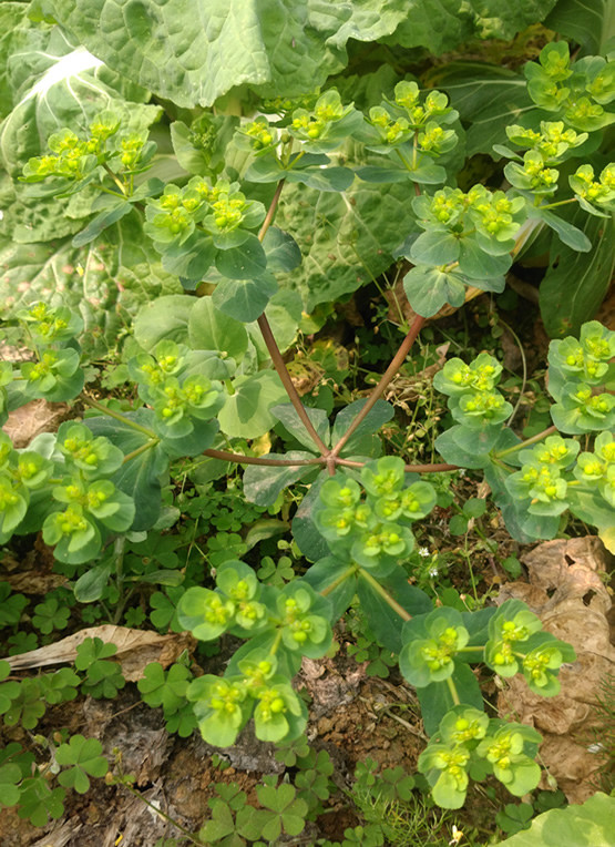 路边,野草,五朵云,中药,泽漆