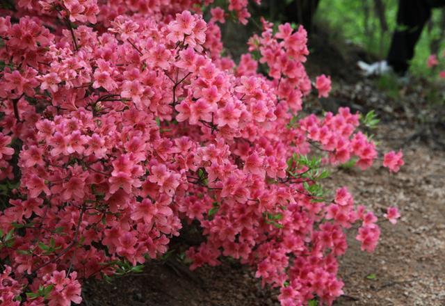 杜鹃花黄叶花期短,给它来点"酸土",叶子翠绿花色亮眼