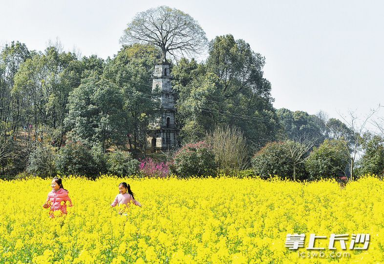 长沙,油菜花,湘江