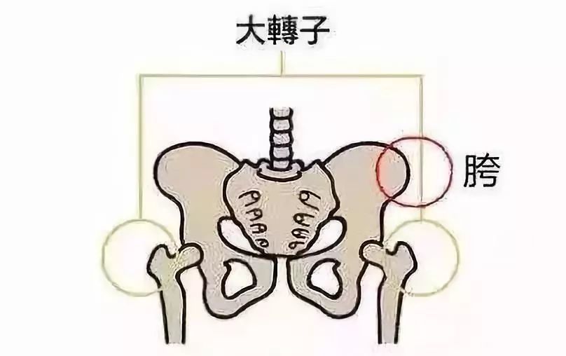 假胯宽是指在大腿根儿外侧,突出起来,显得很宽.