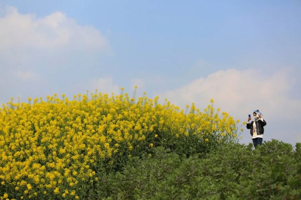 台农园渝台风情公园油菜花盛开.