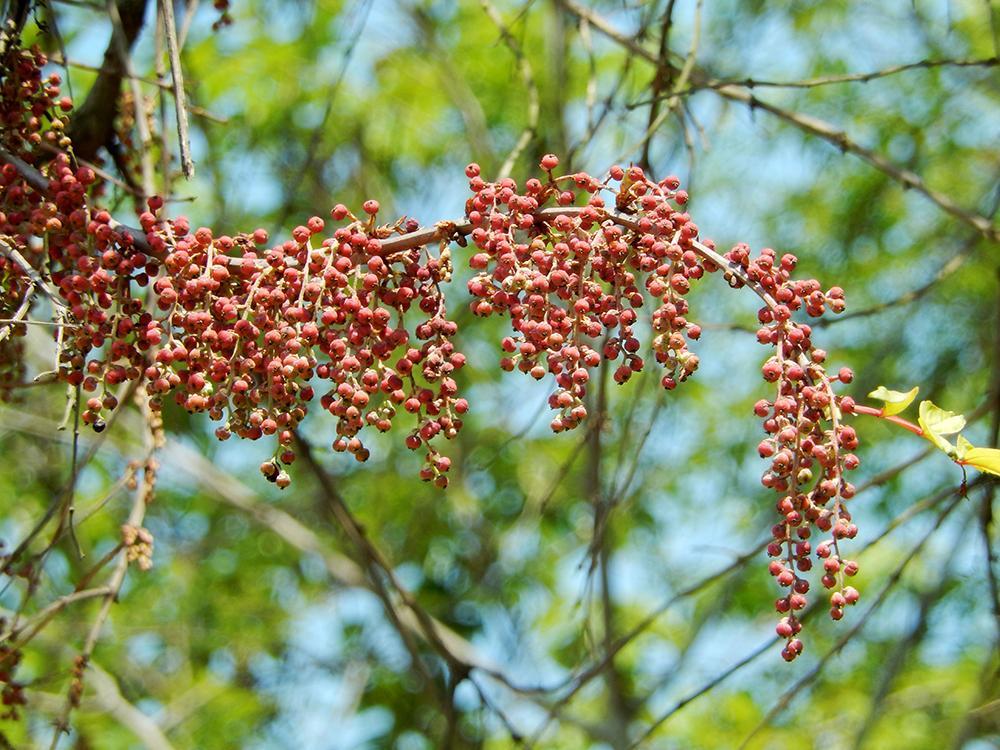 果实,马桑果,野果,马桑