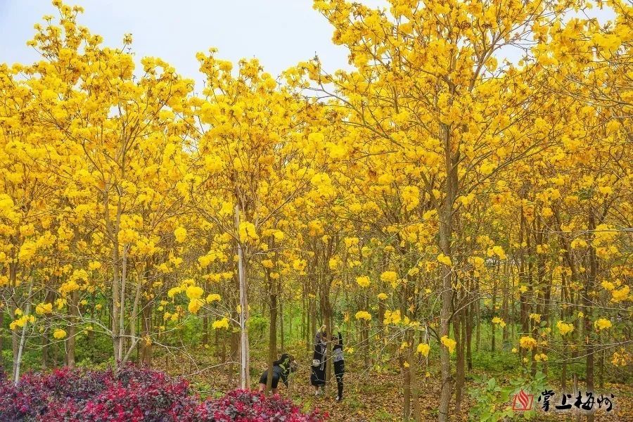 漫天金黄!大埔这里风铃花开!