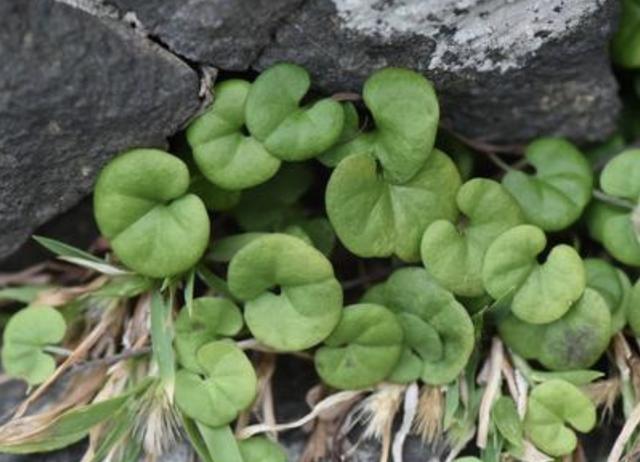 河边,若是遇到1种"马蹄金",请别当杂草,植株珍贵,能当